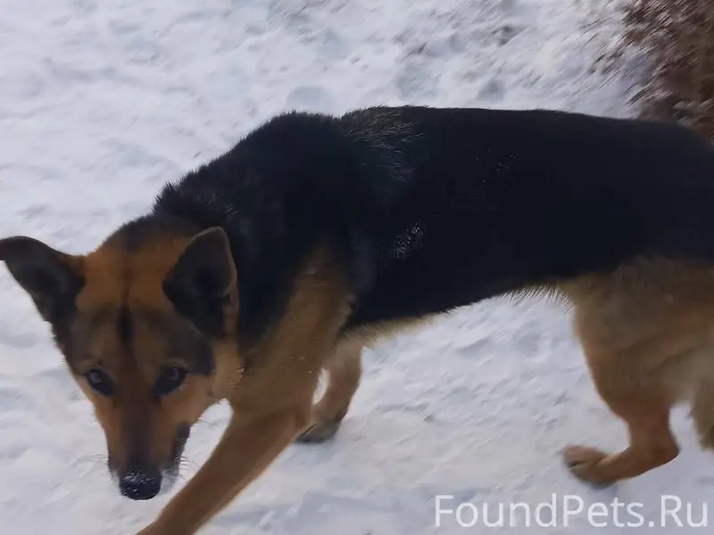 Люди будьте милосердны к живот...