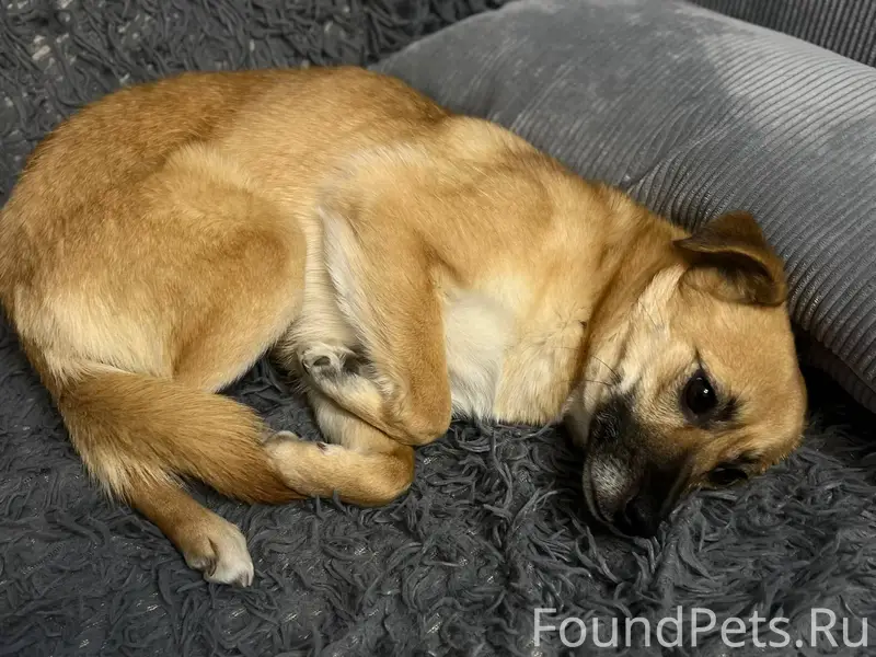 Найдена собака , бежала по бол...