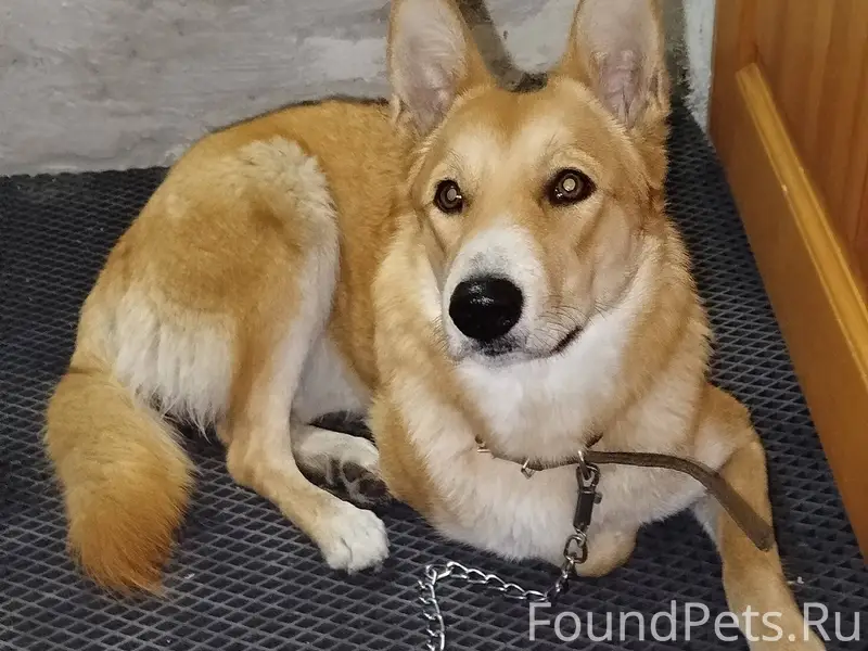 Бегает собака с ошейником и с....