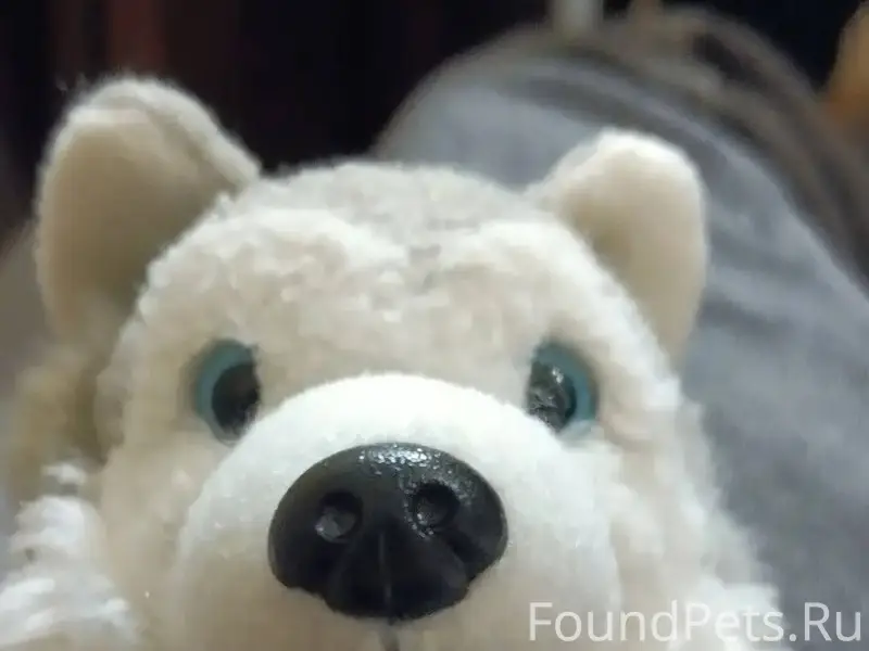 Мария моя потеряла собаку где-...