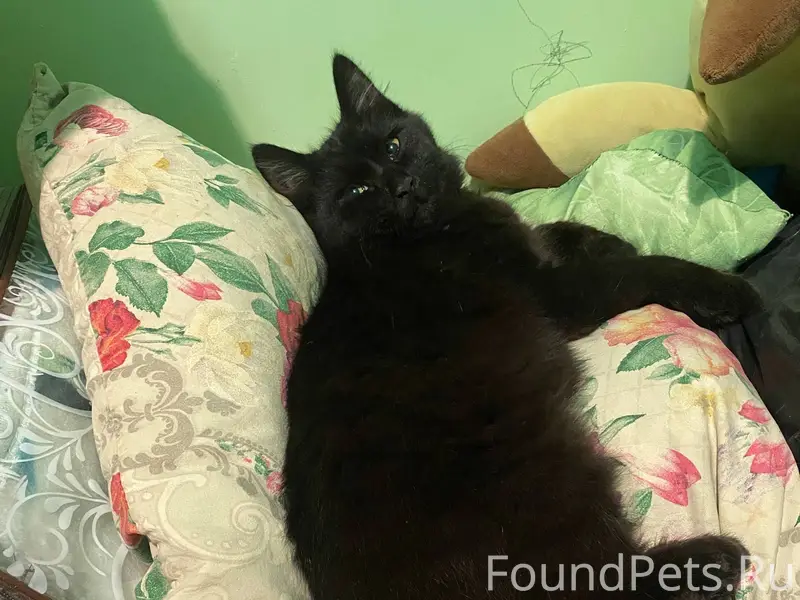 Пропал кот, в с.Покровское нек...