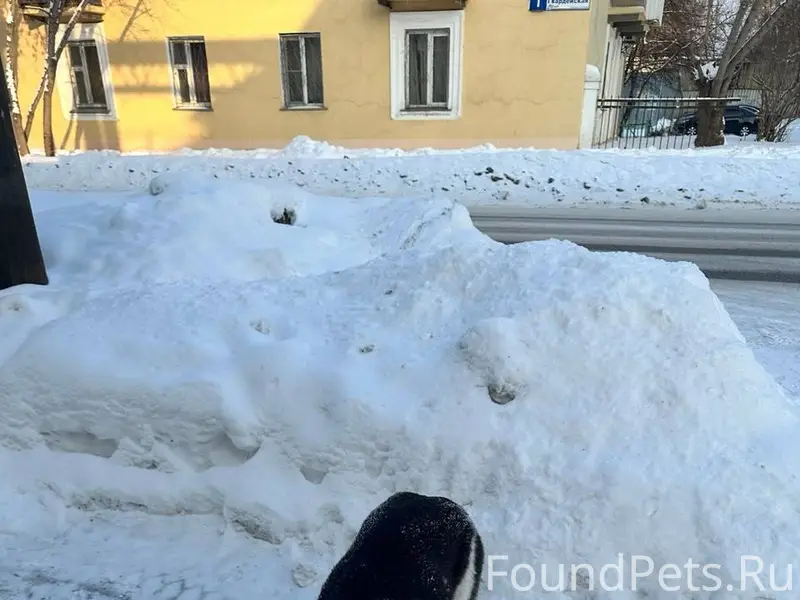 Потерялся пёс по кличке Спайк....