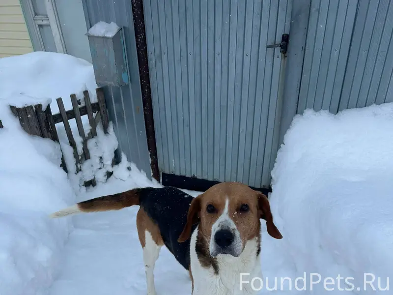 ЧЬЯ СОБАКА??? На ул. Партизанс...