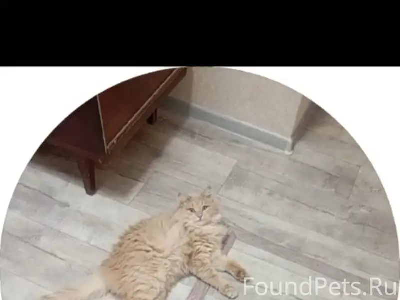 #пропало ПРОПАЛ КОТ г. Коломна...