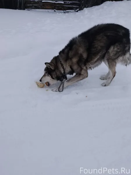 В селе Филькино найдена брошен...