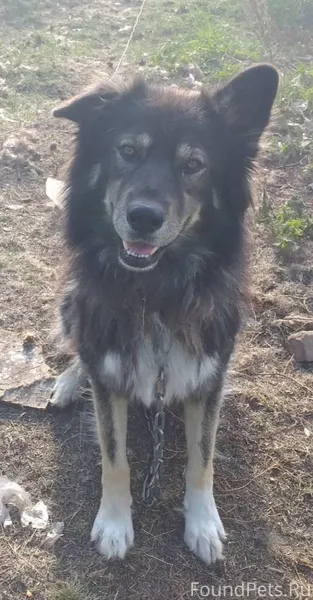 Потерялся пёс , кличка Федя . ...