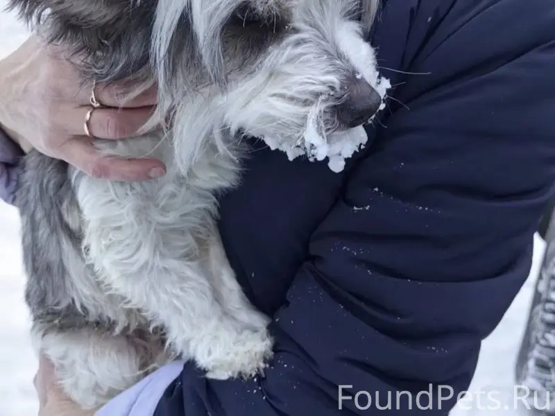 Здравствуйте, найдена собака, ...