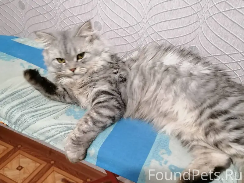 Пропал кот на ул. Северной. Во...