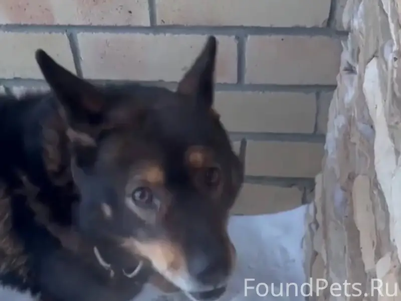 В березняках несколько дней бе...