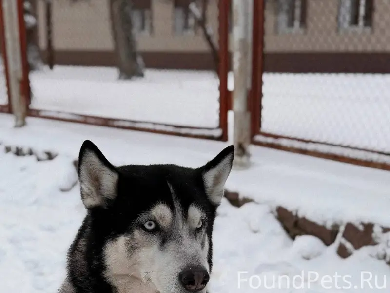 Найдена собака помогаем информ...