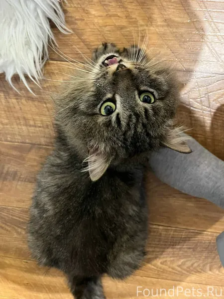 Найден кот, бегал у центрально...
