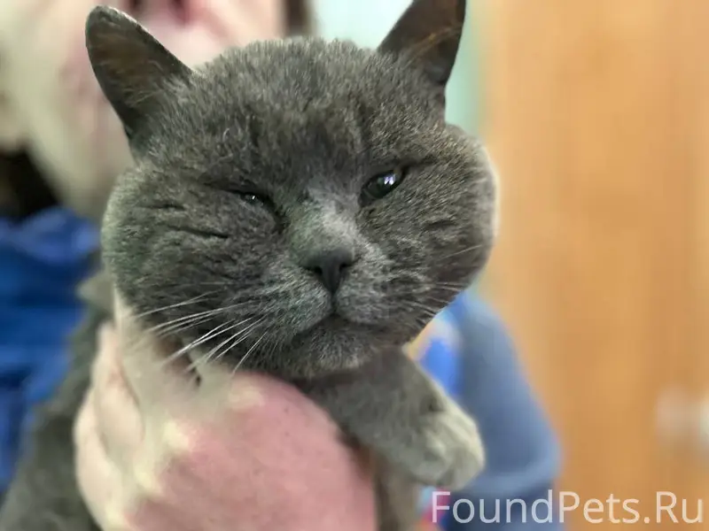 На привокзальной найден кот бр...