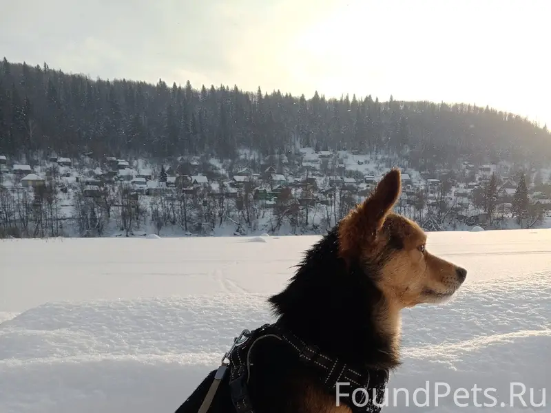 Прошу помощи! Вчера сбежали дв...