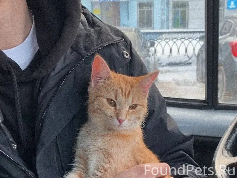 Найден рыжий котенок в районе ...