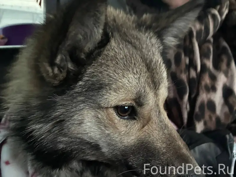 🆘 НАЙДЕНА СОБАКА! ИЩЕМ ХОЗЯЕВ!...