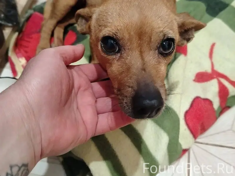 ❗❗❗СРОЧНО❗❗❗ ПОТЕРЯШКА. Найден...