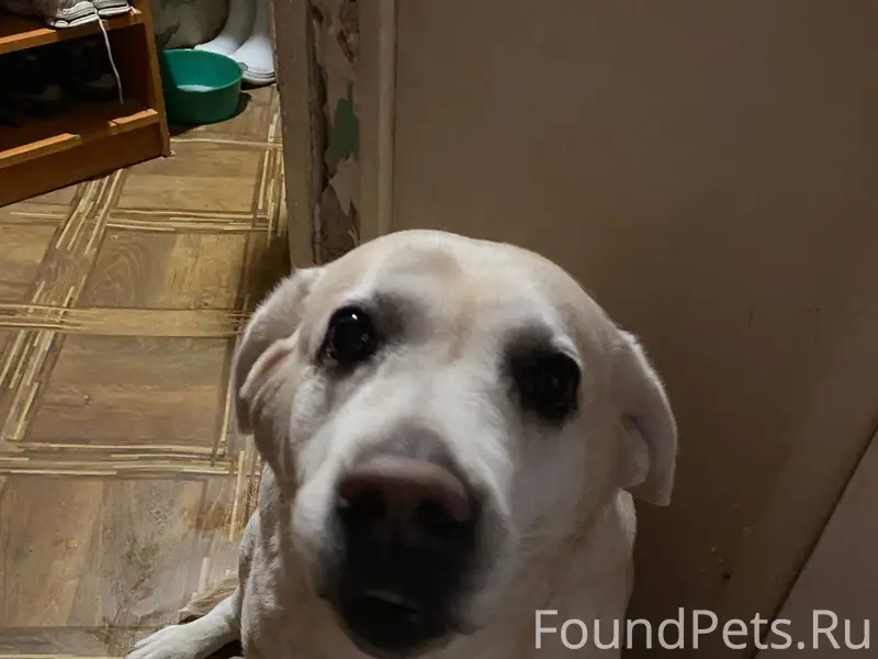 Найдена собака на Спиридонова ...