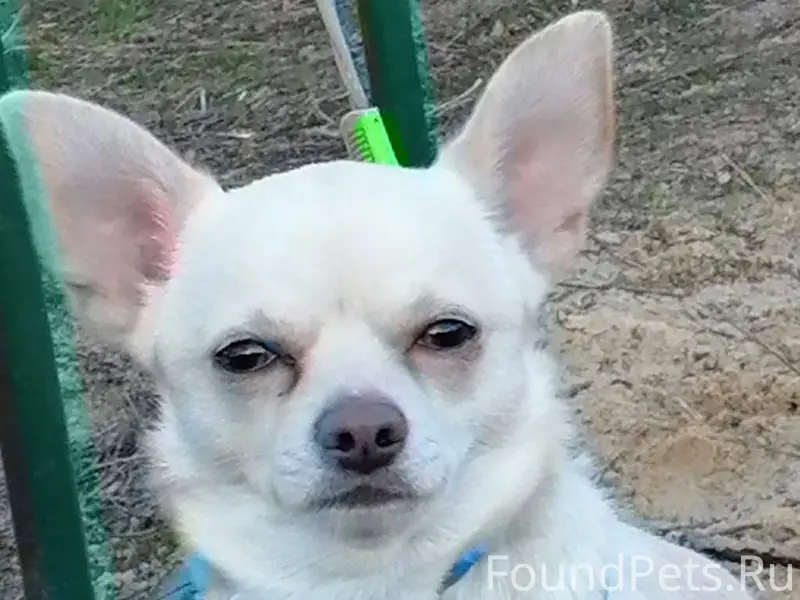 Пропала собака в районе Казако...