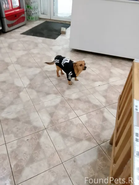 Здравствуйте чей пёс потерялся...