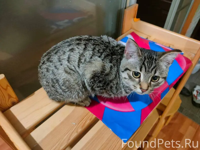 Найден котенок, камышовый окра...