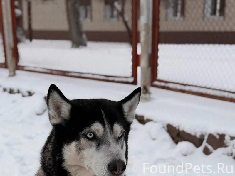 НАЙДЕН ХАСКИ! Район МАШМЕТА, н...