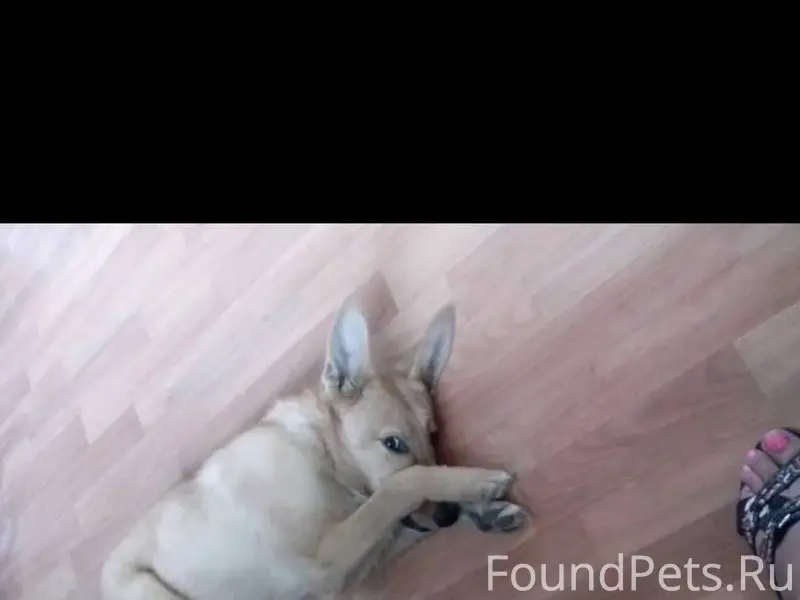 Пропала собака сегодня со 2- я...