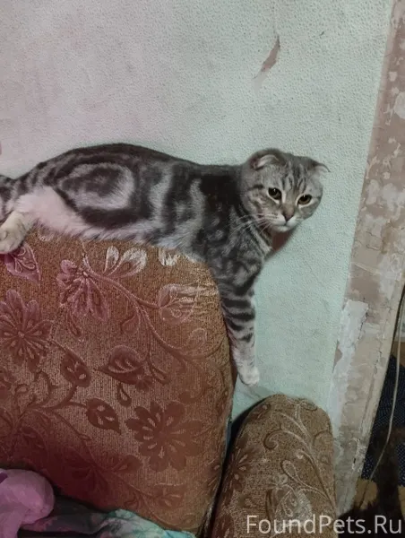 Потерялся кот на 7 квартале пр...