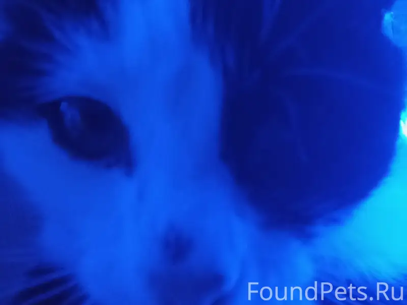 Потерялся котв селе Черновка в...