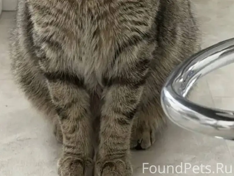 ‼️Пропал кот, по кличке Мерс. ...