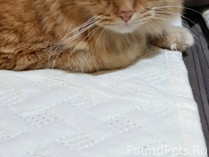 Найден кот, ищем старых хозяев