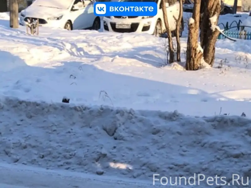 Кто потерял собаку? Район Ул. ...