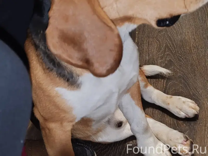 Найден пес, по повадкам явно д...