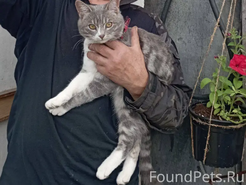 Пропал серый кот Камчатка