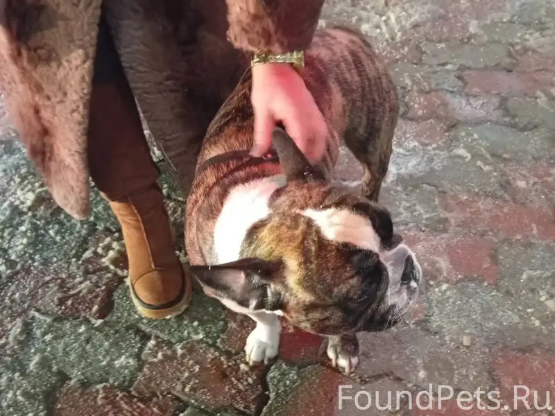 Потерялась собака около славян...