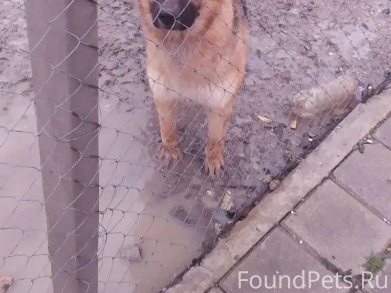 Потерялась собака. Восточноевр...