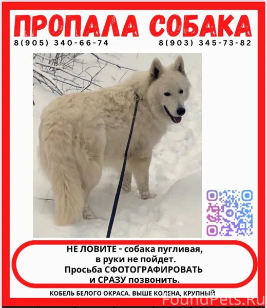 Здравствуйте, ищем собаку Прос...