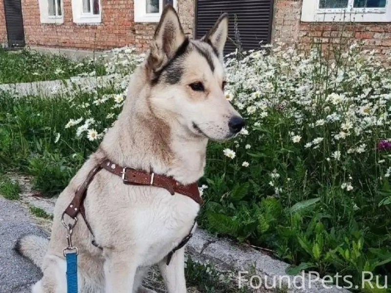 Повторный пост! Пропала Собака...