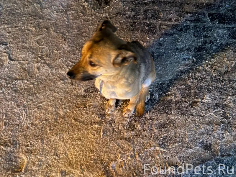 Богородск. Срочный репост, пож...