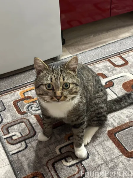 ❗️ПРОПАЛ КОТ! Деревня Тургенев...