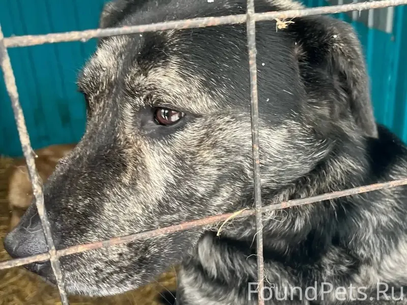 Нижнекамск. У кого пропала соб...