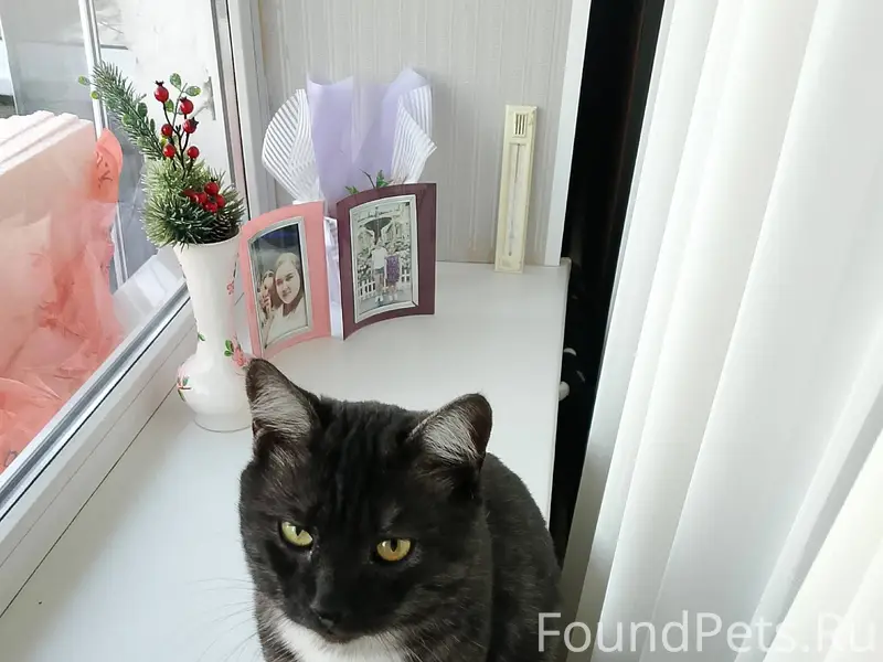 Пропал кот, район Засылва окол...