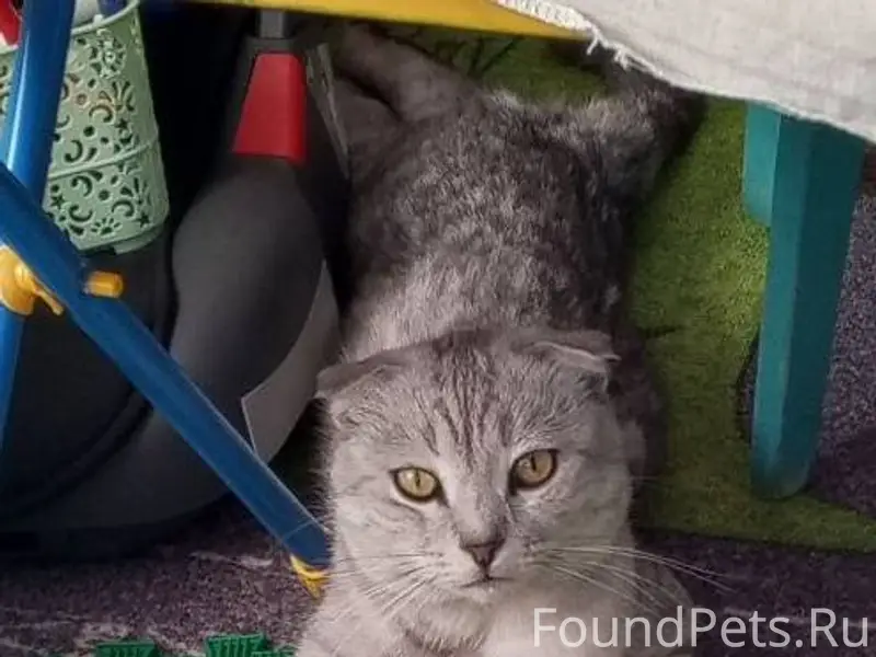 Пропал кот. Территориально ул....