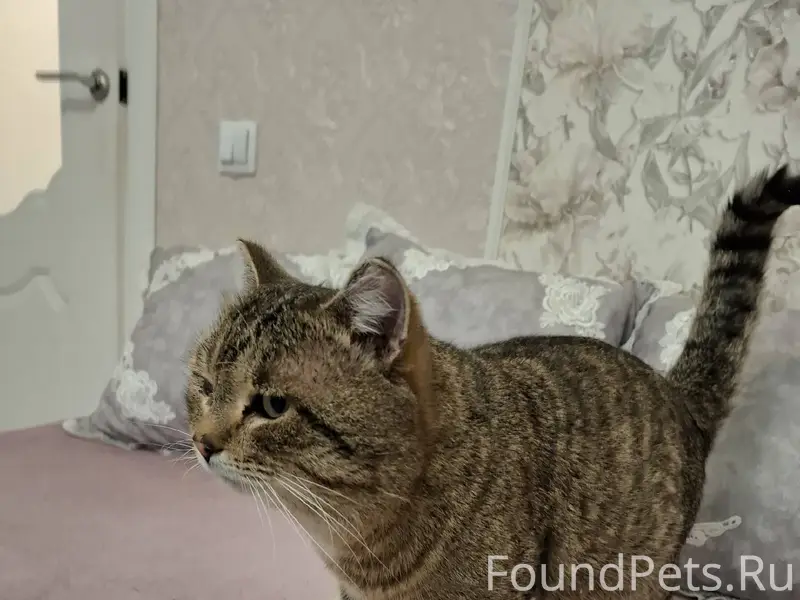 Найден кот, окрас камышовый (Е...