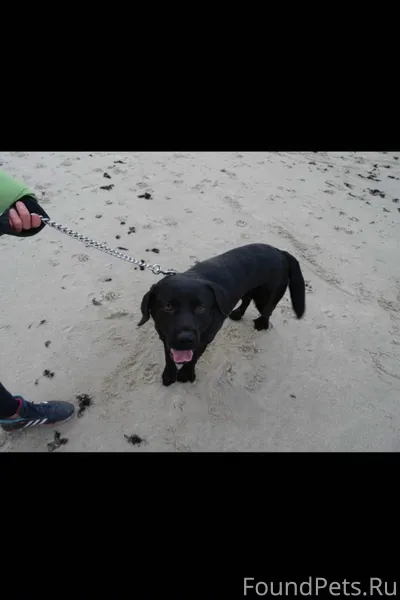 🐶 Потерялась собака! 🐶 Кто уви...