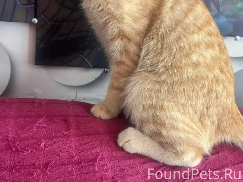 Пропал кот ему примерно 1/5...