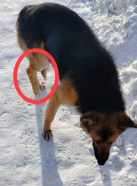 Куса. Срочно . Пёсик из темы h...