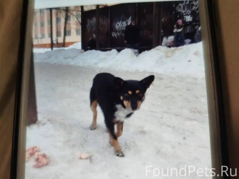 Пропала собака мальчик чёрный ...