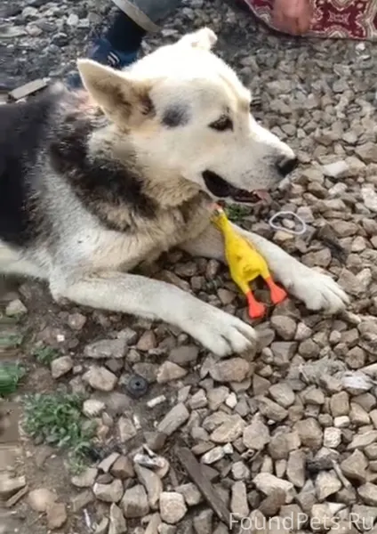 💔ПРОПАЛА СОБАКА💔💔💔 Кличка Тоби...