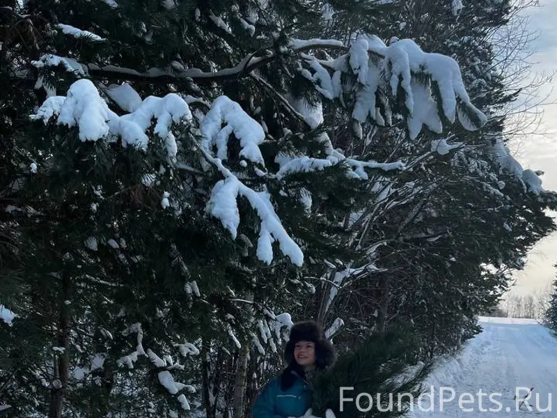 Убежала собака порода лабрадор...