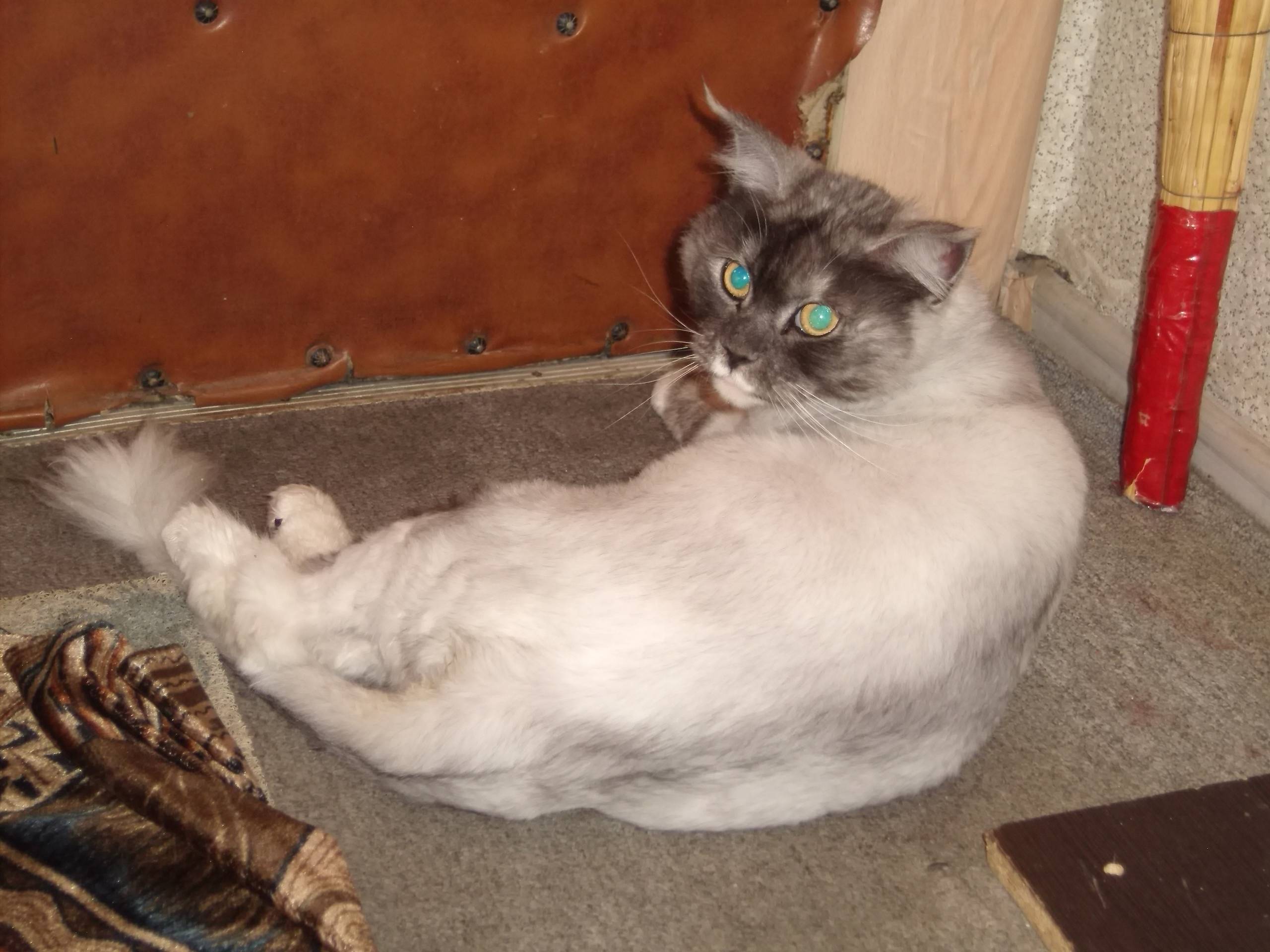 Найдена кошка Иркутск Трудовая...